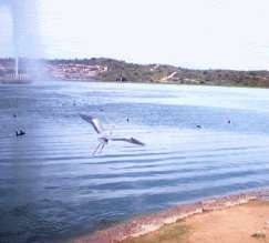 crane.jpg (6205 bytes)